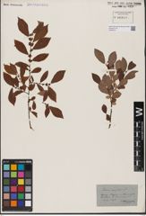 Foto von Salix aurita L.